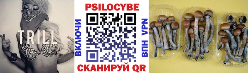 Купить закладки  Тында  Псилоцибиновые грибы GOLDEN TEACHER 